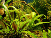 Криптокорина желтая или лютея (Cryptocoryne lutea)