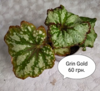 Бегонія Green Gold