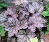 Гейхера Sugar Plum