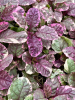 Живучка повзуча ‘Burgundy Glow’ (Ajuga reptans)
