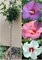 Гібіскус переплетений триколірний №57