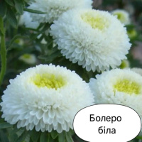 Айстра Болеро