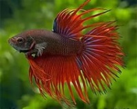 Петушок коронохвостый (Betta splendens Crowntail) 5см