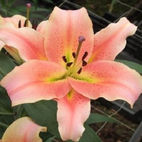 Лілія ОТ-гібрид Zelmira (Зелміра)