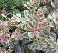 Седум (очиток) Sedum spurium ‘Tricolor’