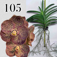 V. Nopporn Golden Spots x Kulwadee Fragrance No.529 -