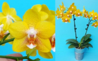 Phal Golden Moon 1.7 (мох) ПРИЇЗД В ЧЕРВНІ