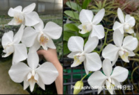 Phal Aphrodite з дуже крупними квітами ПРИЇЗД В ЧЕРВНІ