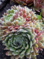 ​Молодило паутинистое (Sempervivum arachnoideum) Corona