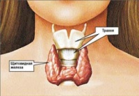 Препараты для щитовидной железы