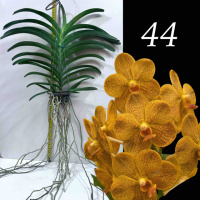 НОВИНКА!! Vanda Bronze Butterfly × Thai Spot (Yellow ochre, free flowering)