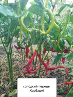 перець Корбаджи