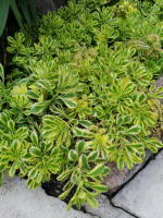 Очиток Sedum kamtschaticum 'The Edge'