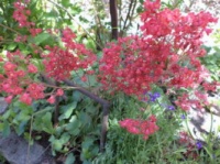 Гейхера Pluie de Feu