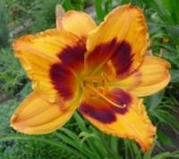 Лилейник Радиант Гритингс