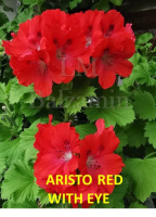 9. ARISTO RED WITH EYE