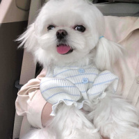 Гольф для собак 11498 S белый