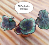 Бегонія GS-Explosion