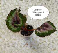 Бегонія Jurassik Watevmebi