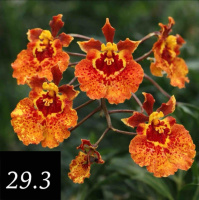 Tolumnia Jairak Flyer “Sahara”