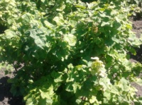 Дачная Сотка, удобрение для ягодных культур