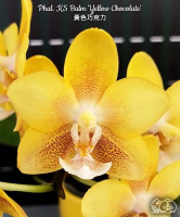 Phal. KS Balm 'Yellow chocolate' 1.7 (мох)