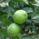 Эфирное масло Лайма 5 мл