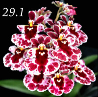 Міні орхідейки толумнії Tolumnia Jairak Firm «Spoty»