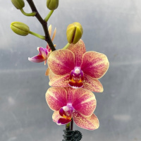 Доступні для відправки з 22 квітня 2026р. Savion квіти 6 см 1.7 (торфстакан)