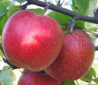 Яблуня «Гала маст»