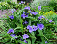 Традесканції садові лілові, сині, голубі (2 - 5грн) є також насіння