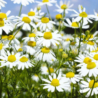 Аюрведична пудра ромашки 100 гр