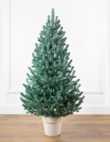 Віденська блакитна 110 см маленька ялинка лита в горщику Сіга Груп