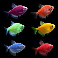 Тернеция GloFish (Gymnocorymbus ternetzi)