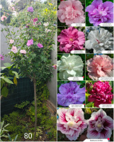 Гибискус древовидный мультипрививка из 9 сортов № 80