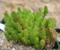 Очиток шестирядный (Sedum sexangulare)