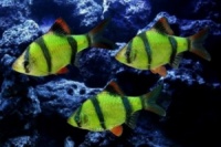 барбус суматранский GloFish (Barbus tetrazona GLOFISH)