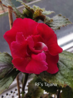0-110 RF's Tajana