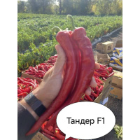 перець гіркий Тандер F1