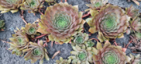 Молодило Sempervivum №4