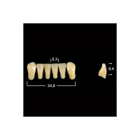 Акриловые зубы Tribos 501, фронт, низ - L5 А3