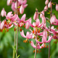 ​Лілія Мартагон Candy Morning