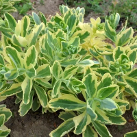 Очитка (седум) Елсіс Голд (Sedum Elsie's Gold)