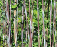 Бамбук Fargesia nitida Black pearle (Чорна перлина)
