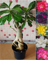 Адениум мультипрививка №25