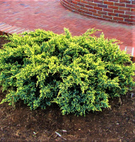 Можжевельник чешуйчатый «Dream Joy»