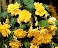 Бегонія ампельна жовта