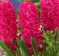 Гіацинт Jan Bos ( Ян Бос )