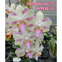 Phal pulcherrima 4n1.7 (мох)