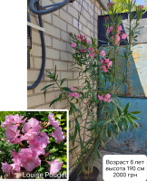 Олеандр Louise Pouget 8-летний куст